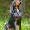 Black And Tan Coonhound Dog Diamond Painting