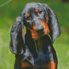 Black And Tan Coonhound Diamond Painting