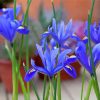 Bloom Blue Irises Diamond Painting