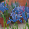 Bloom Blue Irises Diamond Painting