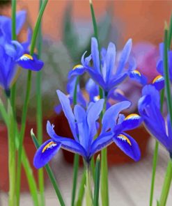 Bloom Blue Irises Diamond Painting