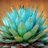 Blue Agave Plant Diamond Painting