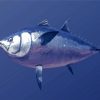 Bluefin Tuna Diamond Painting