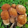 Boletus Edulis Diamond Painting