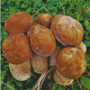 Boletus Edulis Diamond Painting