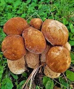 Boletus Edulis Diamond Painting