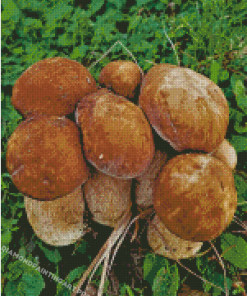 Boletus Edulis Diamond Painting