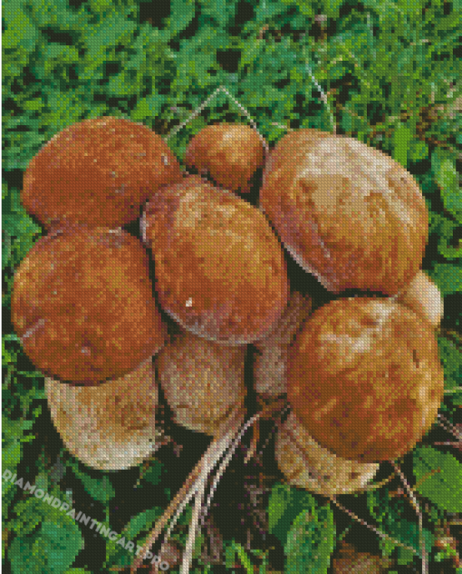 Boletus Edulis Diamond Painting