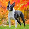 Boston Terrier Diamond Painting