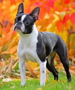 Boston Terrier Diamond Painting