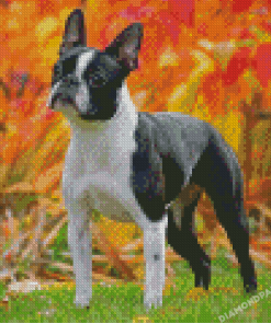 Boston Terrier Diamond Painting