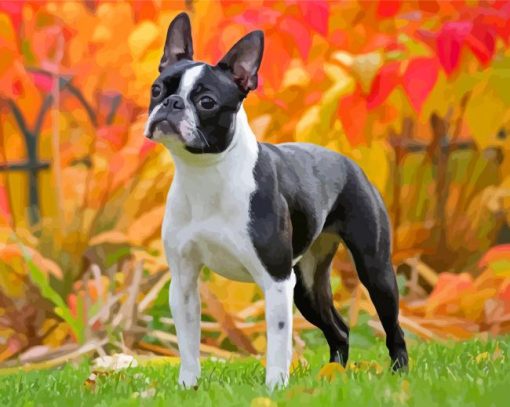 Boston Terrier Diamond Painting