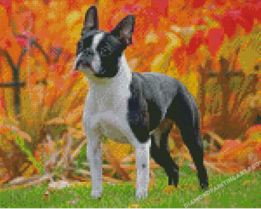 Boston Terrier Diamond Painting