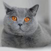 British Shorthair Pet Diamond Painting