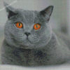 British Shorthair Pet Diamond Painting