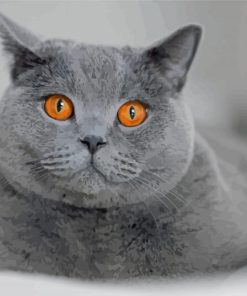 British Shorthair Pet Diamond Painting