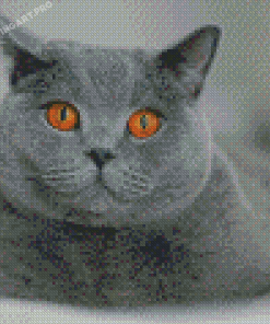 British Shorthair Pet Diamond Painting