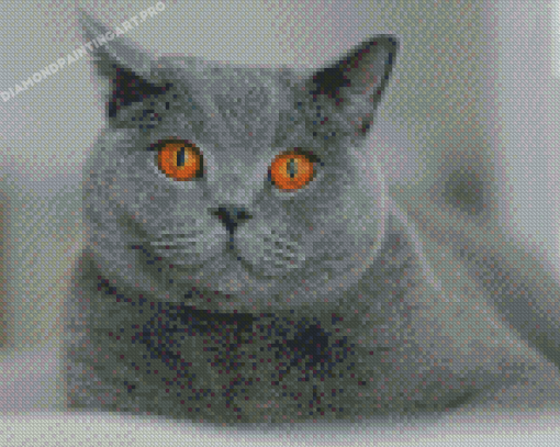 British Shorthair Pet Diamond Painting