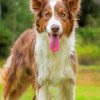 Brown Border Collie Dog Diamond Painting