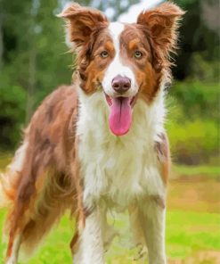 Brown Border Collie Dog Diamond Painting