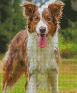 Brown Border Collie Dog Diamond Painting