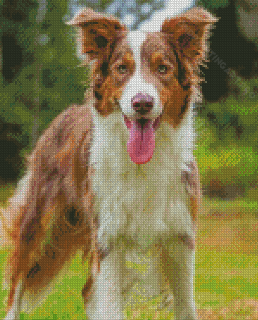 Brown Border Collie Dog Diamond Painting