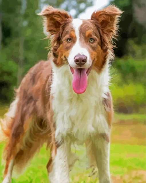 Brown Border Collie Dog Diamond Painting