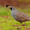 California Quail Diamond Painting