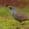 California Quail Diamond Painting