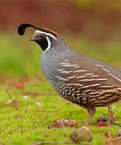 California Quail Diamond Painting