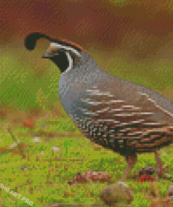 California Quail Diamond Painting