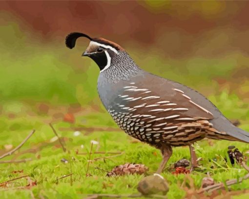 California Quail Diamond Painting