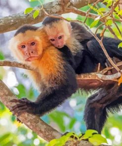 Capuchin Monkey Mother And Baby Diamond Painting