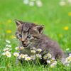 Cat Surrounded By Flowers Diamond Painting