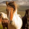 Close Up Icelandic Horses Diamond Painting