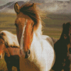 Close Up Icelandic Horses Diamond Painting