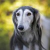 Close Up Saluki Dog Diamond Painting