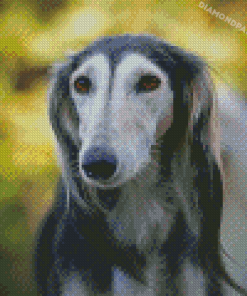 Close Up Saluki Dog Diamond Painting