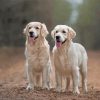 Cream Retrievers Diamond Painting