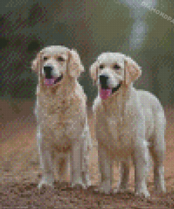 Cream Retrievers Diamond Painting