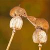 Cute Field Mouses Diamond Painting