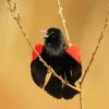 Cute Red Winged Blackbird Diamond Painting