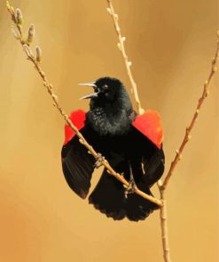 Cute Red Winged Blackbird Diamond Painting