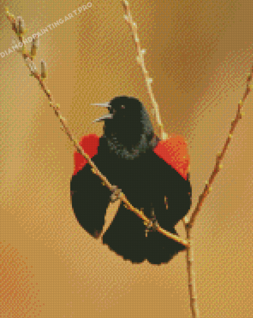 Cute Red Winged Blackbird Diamond Painting