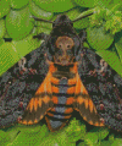 Death Moth Insect Diamond Painting