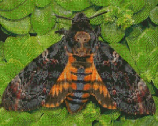 Death Moth Insect Diamond Painting