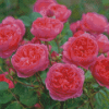 English Roses Flowers Diamond Painting