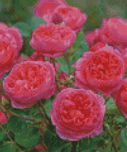 English Roses Flowers Diamond Painting