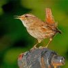 English Wren Diamond Painting