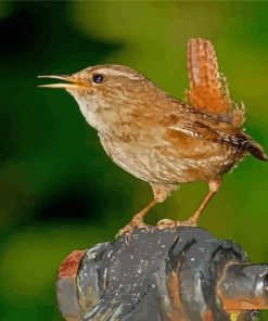 English Wren Diamond Painting